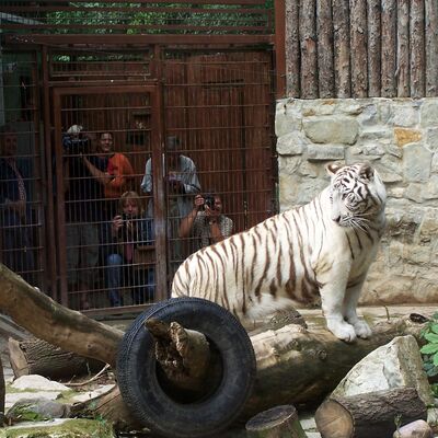 Bild vergrößern: 2006: Kiara, die erste Weie Tigerin im Zoo