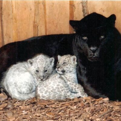 Bild vergrößern: 2012: seltener Nachwuchs - zwei weie Jaguare werden geboren