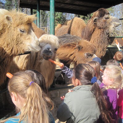 Bild vergrößern: Fütterung der Trampeltiere in der Zooschule