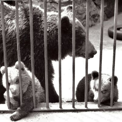 Bild vergrößern: 1978: Zwillingsgeburt bei den Braunbären