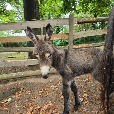 Eselnachwuchs im Zoo Aschersleben