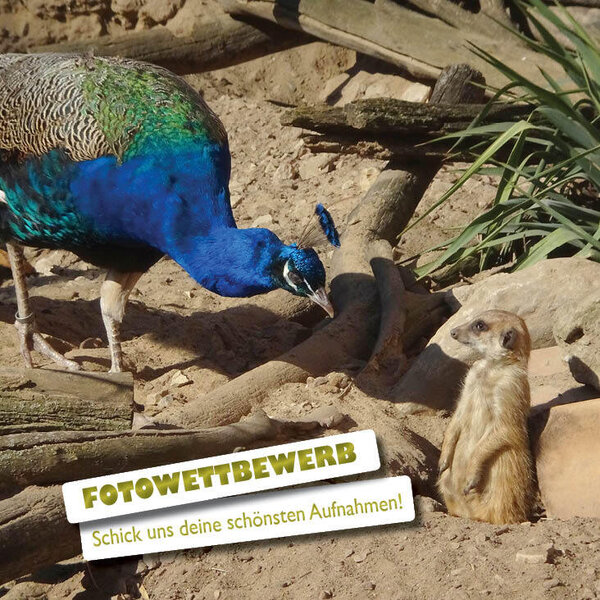 Fotowettbewerb des Zoo-F&ouml;rdervereins