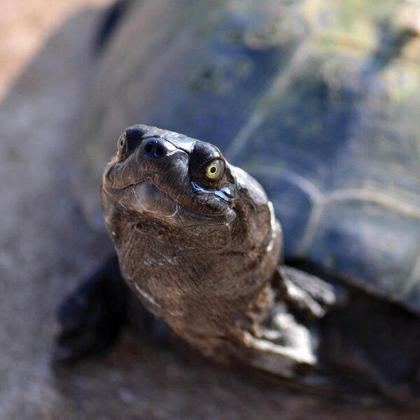 Weltschildkr&ouml;tentag im Zoo Aschersleben