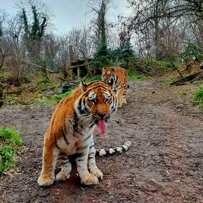 Bild vergr&ouml;&szlig;ern: Fotowettbewerb Juni 2026 - Tiger