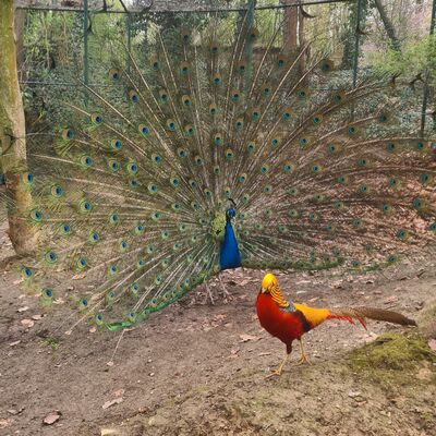 Bild vergr&ouml;&szlig;ern: Fotowettbewerb Juni 2026 - Pfau & Fasan